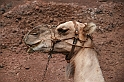 Kanary_2010 057